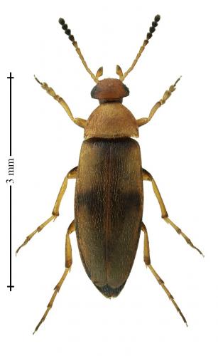 Réf. 247 942 : Anaspis maculata